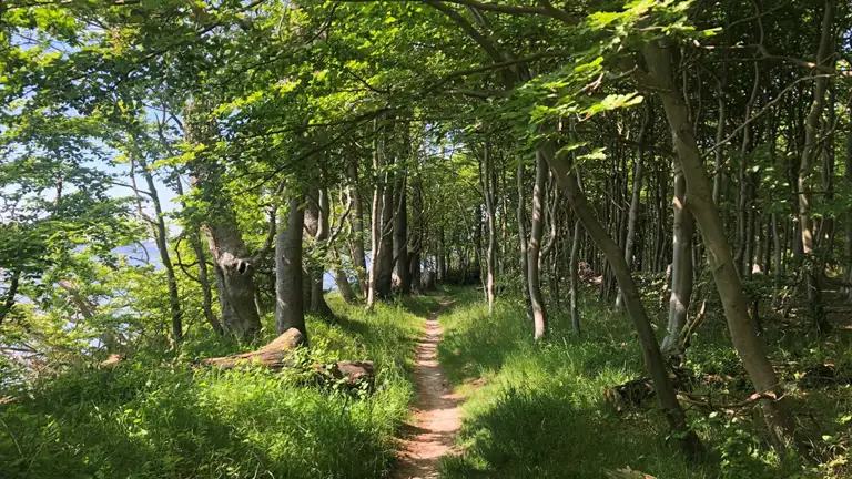 Sti i Vintersbølle skov